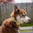 Elegant Little Tail Bowtie Dog Collar for Small to Large Dogs (X-Large (Pack of 1), Flip Flops)