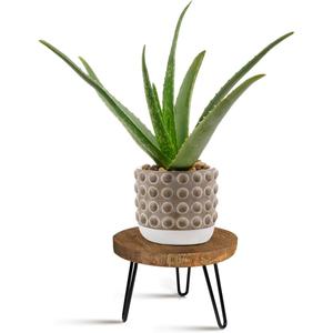 Plant Stand Indoor Outdoor, Wooden plant Stool, Mid Century Plant Stand for Indoor Plants, Wood Modern Plant Holder Rattan Flower, Low Short Boho Rustic Planter Stand Fit 5-15 Inch Pot(M) (Dark Brown)