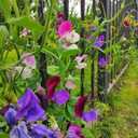 9 x 20+ Seeds Fragrant Sweet Pea Mix - Flower Multicolor