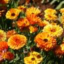6 x 70+ Seeds Pot Marigolds Mix Calendula - Flower Multicolor