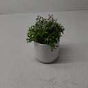 HD 6 IN BLOOM GREENERY