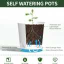 4 Inch 5 Pack Small Self Watering Pots for Indoor Plants, Nursery Pot with Drainage Holes and Saucers, Plastic Small Flower Planter for Succulent, Aloe, Cacti and More (White)