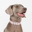 Light Alloy Dog Collar Pro, Soft Lightweight Dog Collar with Metal Buckle Quick Release Adjustable Comfortable Nylon Collar for Small Dogs Walking Training Running (Linen, S)