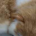 Realistic Orange Bicolor Sleeping Cat Figurine - Furry Kitten Statue, Lifelike Kitty Home & Office Decor, Collectible Gift, Photo Prop