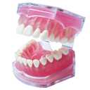 Dental Demonstration Teeth Model with All Removable Teeth, Standard Study Teaching Dental Model Teeth Education and Demo Typodonts Model Ideal for Dental Professionals and Students
