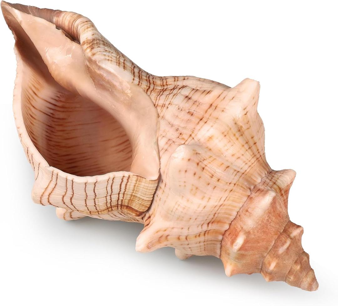 Giant Natural Conch Shell, Striped Fox Conch Seashell 6-7 inches, Large Sea Shell for Vase Filler