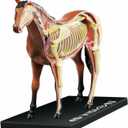 Tedco 4D Vision Horse Model