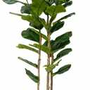 Artificial Fiddle Leaf Fig Tree 5FT with White Tall Planter-Large Faux Tree Tall Fake Floor Plant in Pot,Artificial Plants Indoor for Home Office Living Room Dcor(Lyrata 5FT)