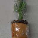 Volume Adjustable Dancing Talking Cactus Toy, Interactive Baby Toys Mimicking Singing Repeating, Kids Baby Toys Gifts for Boys Girls, Xmas Gifts for Grandkids, Stocking Stuffers for Kids