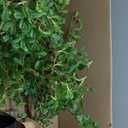 Black Olive Tree Artificial 7 Feet Tall, Artificial Shady Lady Tree, Faux Decorative Tree