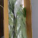 Artificial Umbrella Tree 6FT, Realistic Money Tree with Silk Leaves, Tall Fake Plants for Indoor, Home, Office, Living Room, Patio, and Porch Decor (2Pack) (2 Pack 6.3ft - Dayesan Tree)