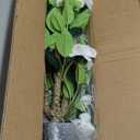 Artificial Lemon Tree, 4FT Tall Fake Lemon Plant in Pot, Faux Lemon Fruit Tree for Indoor Home Decor Office Living Room, Green (3ft)