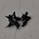 Department  Village Halloween Accessories Crows Figurine Set, 1.65 Inch, Black Pack of 6
