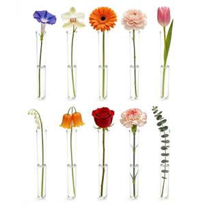 10 Pcs Glass Test Tubes for Plants, 6 Inch Plant Propagation Tubes Clear Propagation Vases, Hydroponic Planter for Home Office Desktop Decoration