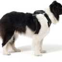 Ezydog Drive Dog Car Harness  Crash Tested and Certified (US-FMVSS 213) Dog Seat Belt Harness for Safe Travel, Adjustable with Padded Comfort (Medium) (Black)