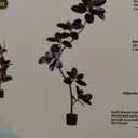 6.6ft Artificial Rubber Tree Faux Plants Indoor Faux Floor Artificial Trees Indoor, Fake Plant Fake Tropical Plants, Large Floor, Real Touch Rubber Tree for Home Decor