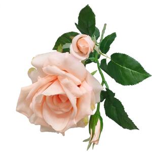 ATFL Fake Silk Real Touch Champagne Colored Roses Flowers,4 Pcs Artificial Roses with Stems for Wedding Arrangement Centerpieces Party Home Table Decorations