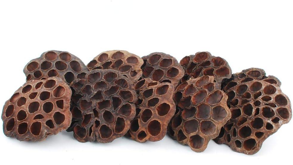 NWFashion 10PCS/Package Artificial Dried Brwon Lotus Pods Without Seed and Stems(8-10CM)
