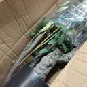 AfanD Artificial Tree Faux Olive Tree 8ft(92in,3200leaves) Tall Fake Olive Plant in Pot Fake Silk Tree Faux Plants Indoor