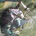 Dress Up America Kids T-Rex Costume  Green Dinosaur Jumpsuit w/Hood & Tail  Toddler & Youth Sizes for Halloween & Play (Small)