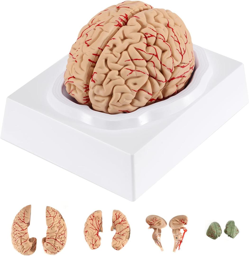 BEAMNOVA Human Brain Model for Teaching Neuroscience with Vessels Life Size Anatomy Model for Learning Science Classroom Study Display Medical Model