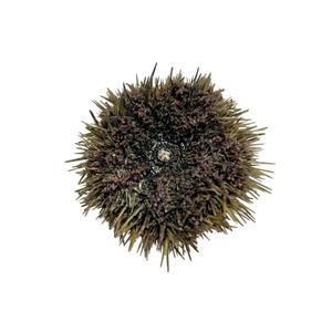 Preserved Sea Urchin Specimen, 23", Authentic Formalin-Preserved for Dissection, Marine Biology Study, Anatomy Education, Science Classroom & Lab Learning