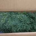 2fT Artificial Cedar Topiary Trees,2 Pack UV Resistant Faux Pine Tree