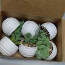 Der Rose Set of 6 Succulents Plants Artificial in Pots Small Fake Plants for Bedroom Aesthetic Living Room Shelf Bathroom Decor Office Desk Accessories (Green)