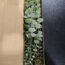 Tiyard 18pcs Eucalyptus Stems Artificial Eucalyptus Leaves Stems Artificial Fake Flowers for Home Office Flowers Bouquet Centerpiece Wedding Decoration Christmas Decor 2025