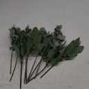 Mixed Eucalyptus Leaves Stems Bulk Artificial Eucalyptus Leaves Sprays Faux Oval Eucalyptus Leaves with White Seeds Stems for Floral Wreath Garland Bouquets Arrangement Wedding Greenery Decoration