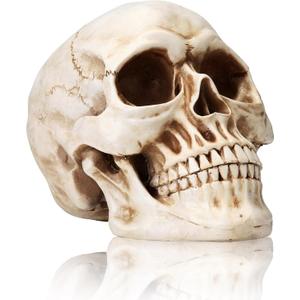 KatchOn, Life Size Human Skull Model 1:1 - Realistic Halloween Human Skull Replica Model | Resin Skull Head Props for Outdoor Halloween Decorations for Home | Skull Decorations Indoor