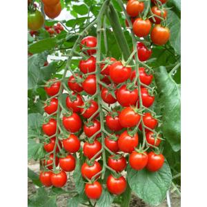 8 x Seeds Red Cherry Tomato Tall Bush Heirloom Vegetable Non-GMO