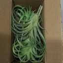 POANTA 5 Pack Assorted Artificial Succulents Air Plants Set Unpotted Realistic Greenery Plants Home Garden Decoration