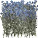 50 Pcs Natural Forget Me Not Pressed Dried Flowers Blue Don't Forget Me Dried Flower Real for Resin Jewelry Candle Card Making Nail Art DIY Home Decoration