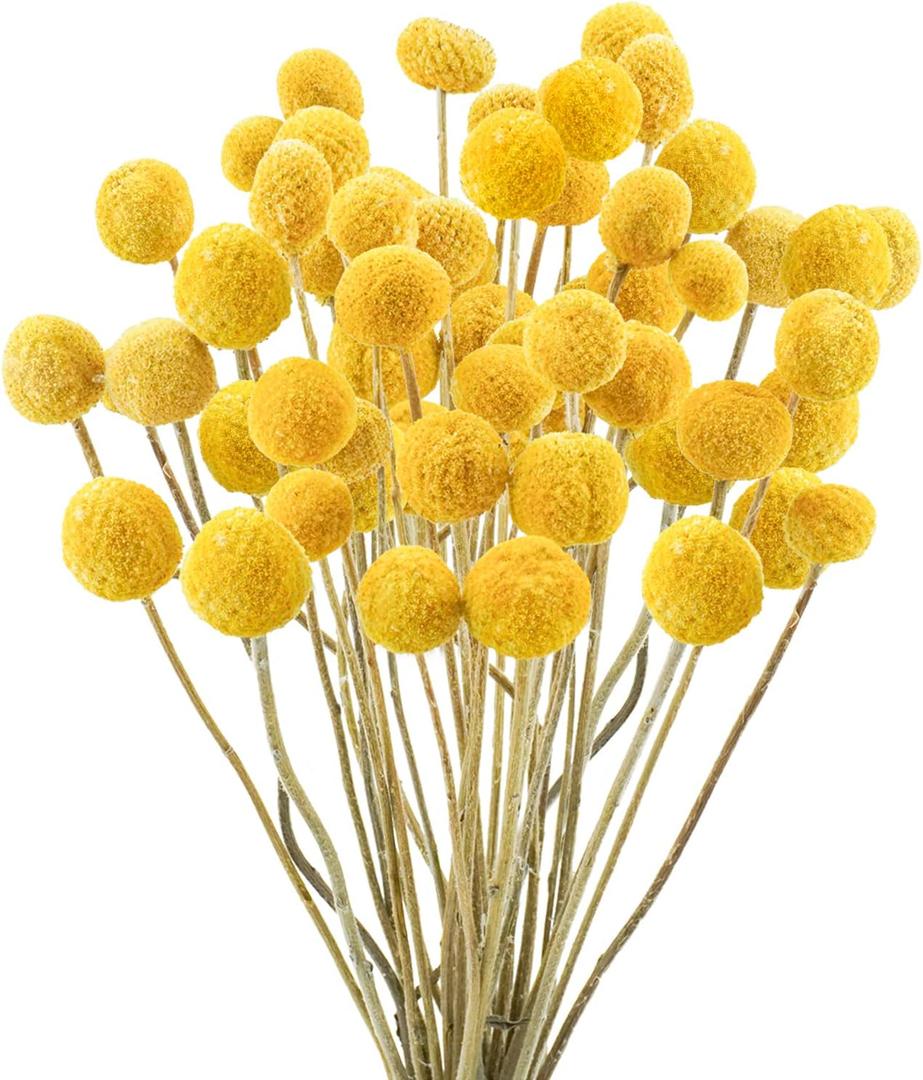 Uieke 30Pcs Natural Dried Flowers Dried Craspedia Billy Balls Flowers Billy Buttons 16" Yellow Flowers Arrangements Bouquet for Boho Farmhouse Wedding Home Vase Party DIY Decor
