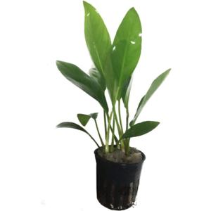 Anubias Congensis Live Aquatic Potted Plant for Aquarium Freshwater Fish Tank by Greenpro