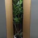 6.5FT Artificial Sumac Tree with White Pot, Tall Faux Plants Indoor, Large Fake Tree with Nearly Natural Silk Plant (Real Touch), for Home, Office, Living Room, Patio, Lobby Decor