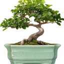 Bonsai Tree Pot 11.6 Inch - Ceramic Succulent Pots, Bonsai Planter for Indoor Outdoor, Decorative Plant Pot with Drainage Hole, Rectangular Flower Pot, Home Garden Decor, Garden Gifts, Green