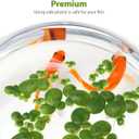 balacoo 36 Pcs Mini Fake Duckweed, Fish Tank Artificial Floating Duckweed, Plastic Aquarium Floating Plants for Fish Tank Pond Landscape Decor