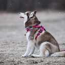 TRUE LOVE Adjustable No-Pull Dog Harness Reflective Pup Vest Harnesses Comfortable Control Brilliant Colors Truelove TLH5651(Fushcia,L)