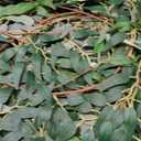 Yunlly 48 Pack Artificial Willow Leaves Garland 269 Ft Greenery Vines Decor
Faux Hanging Plants for Wedding Party, Italian Ruscus Decor, Indoor Outdoor Table Centerpiece Wedding Arch Decorations