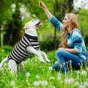 LeleTail Dog Recovery Suit Female Spay, Soft Dog Surgery Suit for Male Neuter, Anti-Lick Wounds Cone Alternatives, Pet Onesie Bodysuit for Pet Abdominal Wound After Surgery Protect, Black 2XL