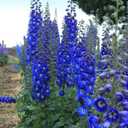 9 x 70+ Seeds Delphinium - Flower Blue