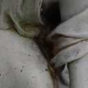 Joseph's Studio by Roman 23-Inch Solar Angel with Birdbath Statue  Lighted Religious Outdoor Garden Decor, Spiritual Yard Figurine