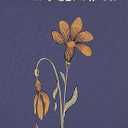 Middlemarch (Wordsworth Collector's Edition)