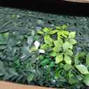 ODTORY Artificial Grass Boxwood Hedges Wall Panels: 40" x 120" (33.5 sqft) UV-Anti Faux Greenery Fake Ivy Leaves Privacy Fence Screen Backdrop for Garden Covering Privacy, Outdoor Indoor Decor