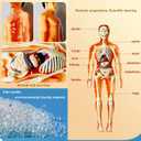 Human Body Model for Kids Anatomy Plastic DIY Skeleton Toy 3D Anatomy Kit Educational Science Kit