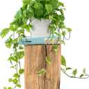 ROVALA Silk Plants for Home Decor Indoor in Pot Realistic Artificial Plants Fake Hanging Plants Faux Plants Indoor Fake Potted Plants Fake Plants for Shelves Bathroom Plants, Fake Pothos (Light Green)