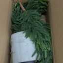 3FT Hyper-Realistic Norfolk Pine Tree | Lifelike Faux Christmas Tree, UV Rated Fake Potted Plants for Indoor Outdoor Home Front Porch Christmas Dcor & Office Dcor