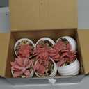 Der Rose Set of 6 Pink Succulents Plants Artificial in Pots Small Fake Plants for Girls Pink Room Decor Office Desk Accessories for Women